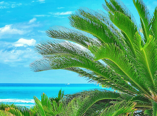 Turks & Caicos: A palm frond in close foreground against bright turquoise sea and open sky