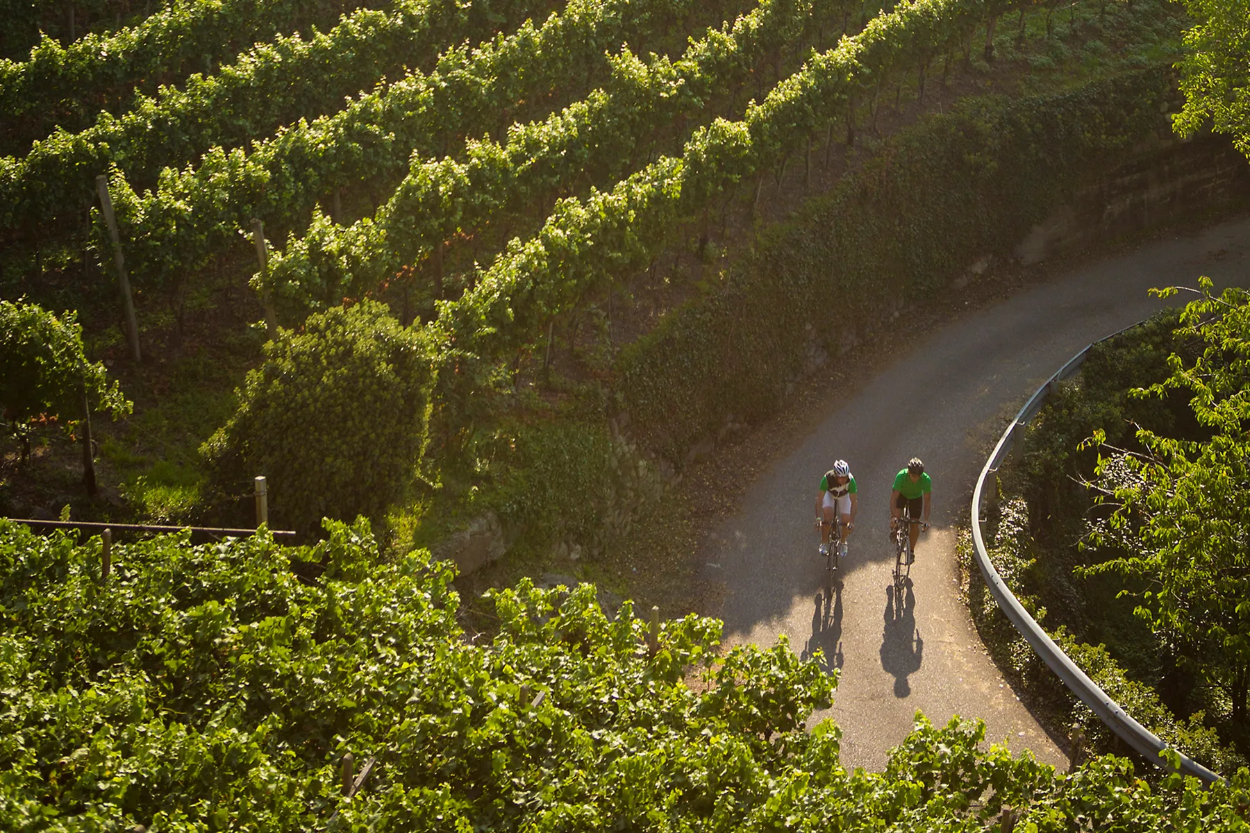 Cyclists riding a road through terraced vineyards