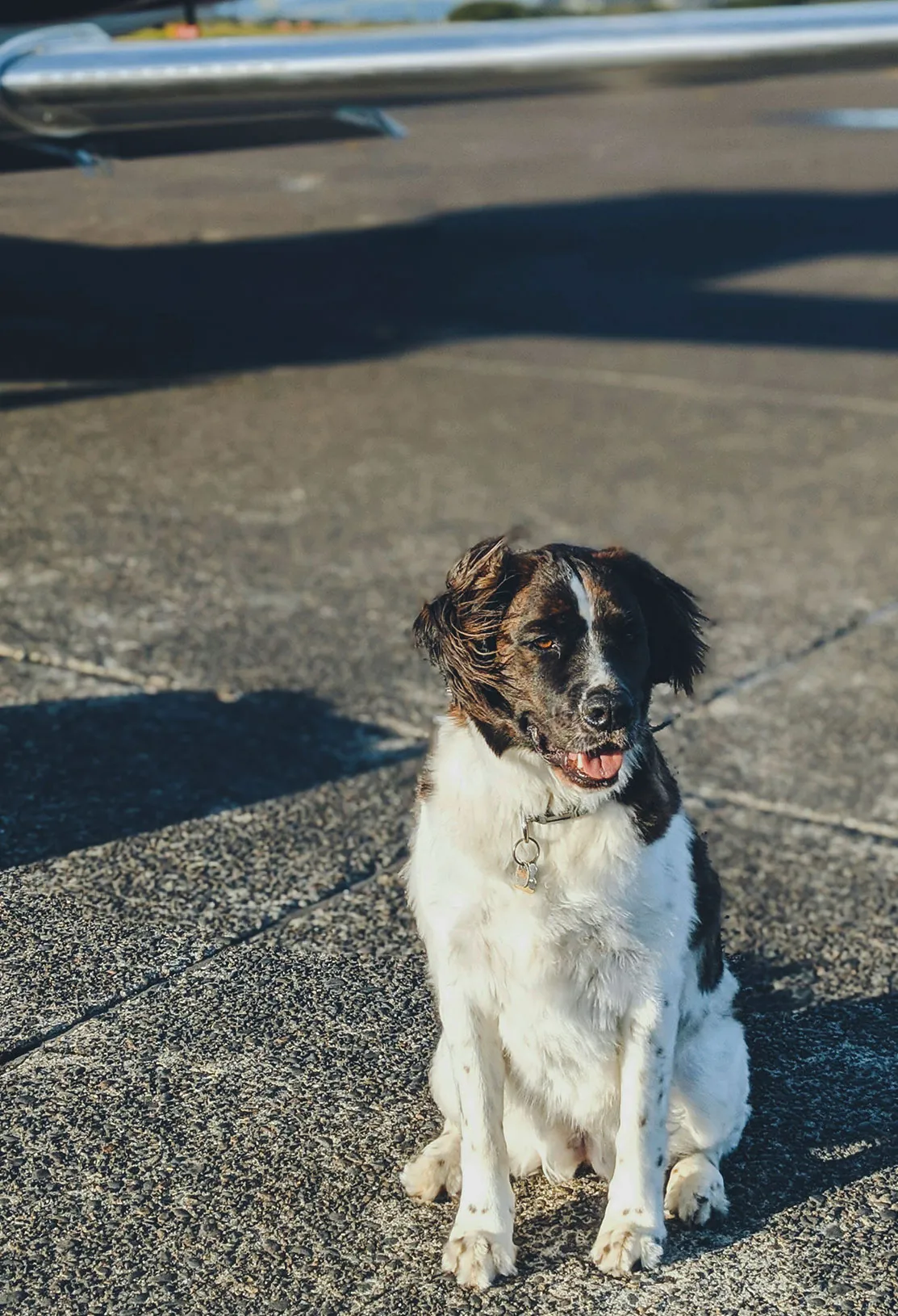 Spaniel sitting on the ramp beside a private jet
