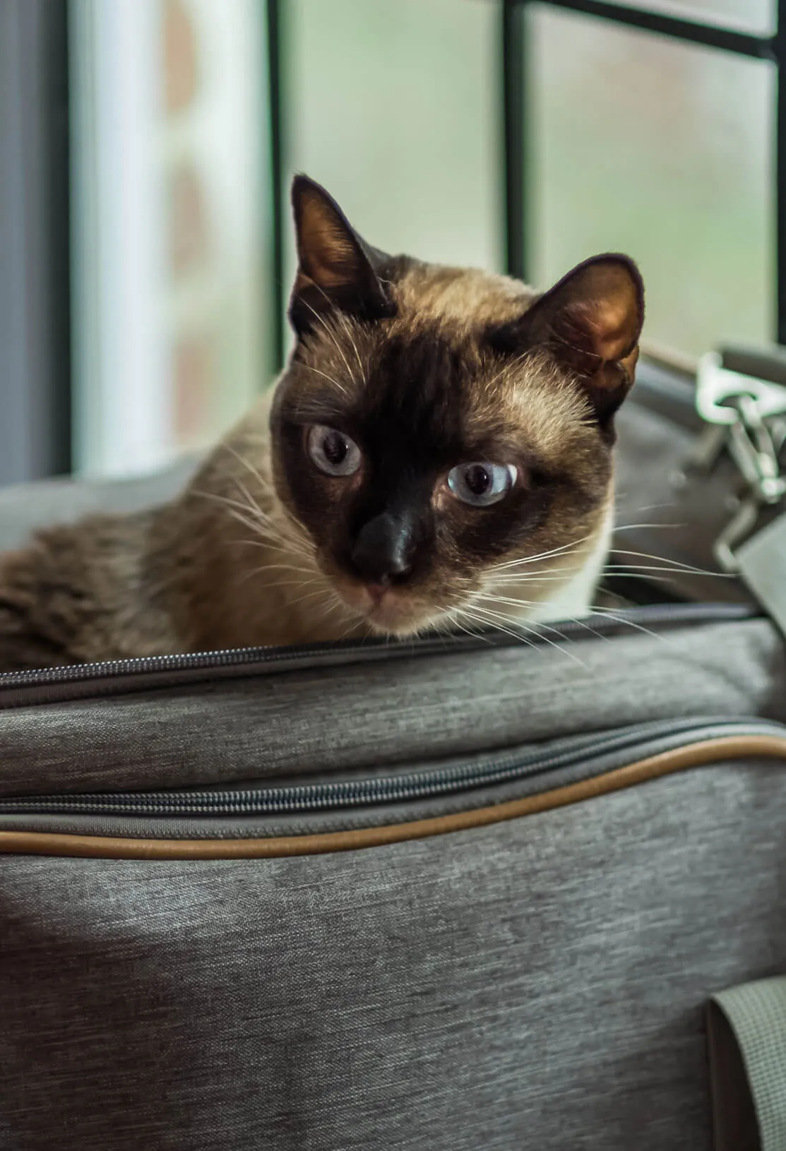 Siamese cat resting in a travel bag