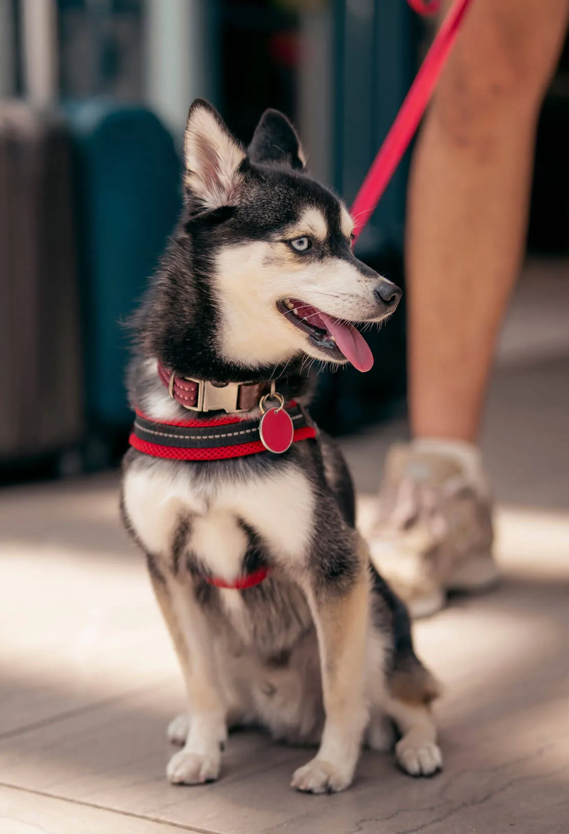 Husky on a red lead beside luggage